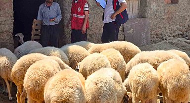 Halk elinde küçükbaş ıslah projelerinde koyun tespit çalışmaları devam ediyor
