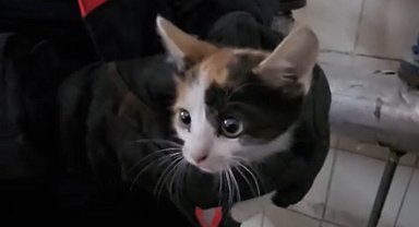 Havalandırma boşluğunda mahsur kalan kedileri itfaiye kurtardı
