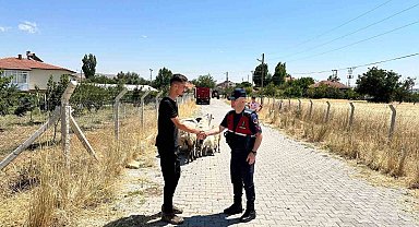 Hayvanları kaybolan çiftçinin yardımına Jandarma ekipleri koştu