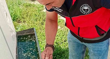 Haziran böceğiyle mücadele sürüyor