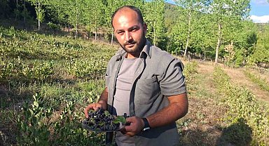 Hisarcık'ta aronya hasadı başladı