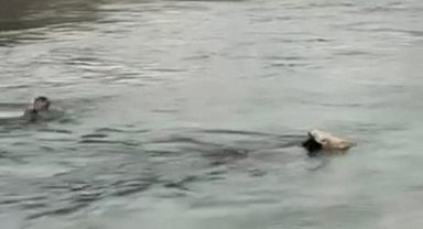İneği kurtarmak için su kanalına atladı