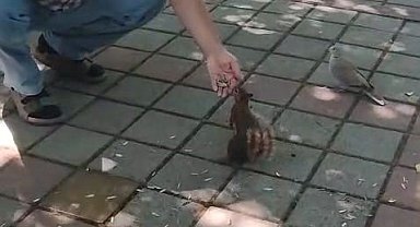 İnegöl'de sincap ve kumruyu elleriyle besledi