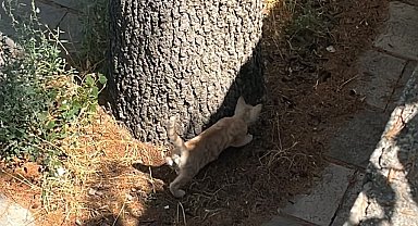 İtfaiyeden kedi kurtarma operasyonu