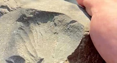 İznik Gölü kıyısında 70 milyon yıllık fosil bulundu