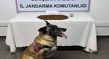Jandarma ekiplerinden uyuşturucu operasyonu, 361 gram bonzai ele geçirildi
