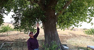 Kahramanmaraş'ta 300 yıllık kavak ağacı