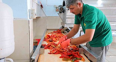 Kahramanmaraş'ta biber salçası mesaisi başladı