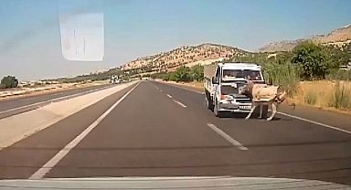 Kamyonetin çarptığı eşek metrelerce havaya fırladı