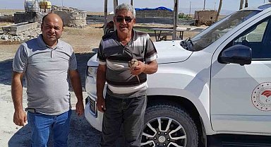 Kanadından yaralanan kızıl şahin, duyarlı çiftçinin dikkatiyle kurtuldu