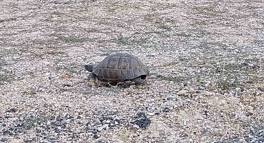 Kara yoluna çıkan kaplumbağa için araçları durdurdular