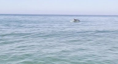 Karacabey kıyılarında yunuslar balıkların peşinde görüntülendi