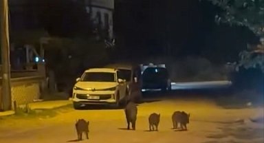 Karacabey'de yaban domuzları yerleşim alanına indi