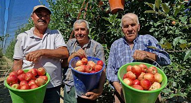 Karaman'da erkenci elma hasadı başladı: Rekolte yüksek