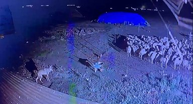 Kars'ta gece yarısı yerleşim yerine inen kurt güvenlik kamerasında