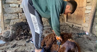 Kavurucu sıcaklar küçükbaş hayvanlarda kırkım mesaisini başlattı