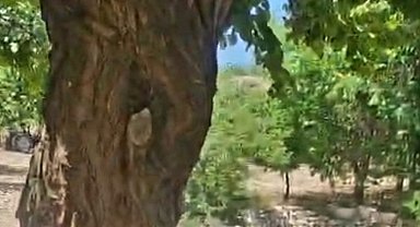 Kayısı ağacındaki oyuk, bal arılarına yuva oldu