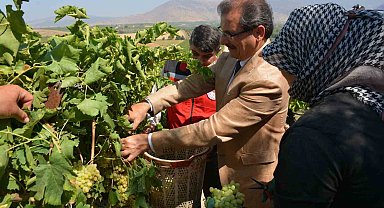 Kaymakam Güldoğan bağa girip üzüm kesti
