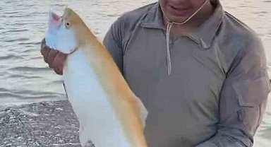 Keban Baraj Gölü'nde sarı renkli albino alabalık yakalandı