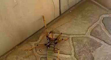 Kedi, dev etçil çekirgeyle fareyle oynar gibi oynadı
