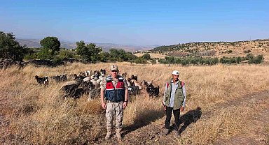 Kilis'te kaybolan 50 küçükbaş hayvan jandarma tarafından bulunarak sahibine teslim edildi