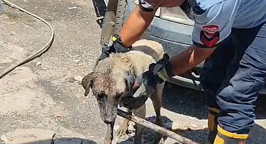 Konteynerin altında sıkışan anne köpek ve yavruları itfaiye ekiplerince kurtarıldı