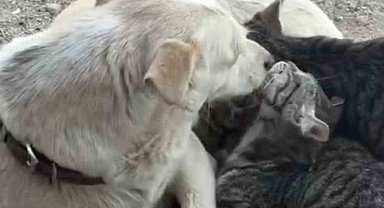 Köpek yavru kedilere annelik yapıyor