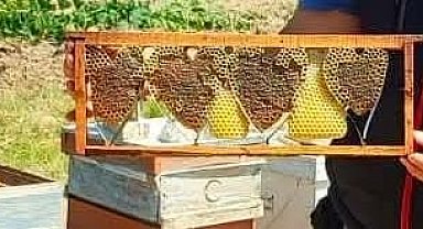 Kovan denetiminde bulunan kalp şeklindeki petek görenleri şaşırttı