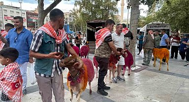 Koyunlar sudan önce bulvardan geçti