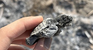 Kumsalda yakılan ateş denize ulaşmaya çalışan yavru carettayı yakıp telef etti