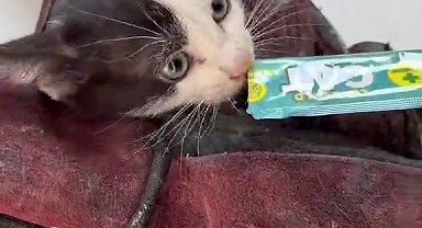 Kurtardığı kedi aracının motoruna girdi