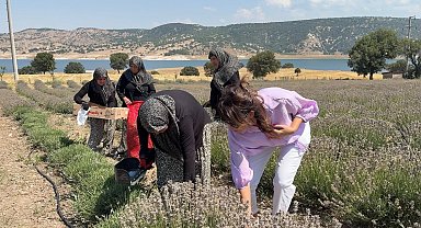 Kütahya'da 5 yıllık lavanta emeğinin hasadı kadınlara umut oldu