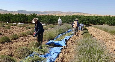 Malatya'da kavurucu sıcak altında lavanta hasadı
