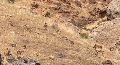 Malatya'da koruma altındaki yaban keçileri sürü halinde görüntülendi