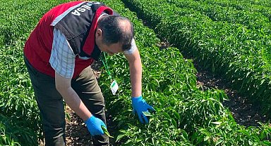 Manisa'da organik ürünlere pestisit analizleri başladı