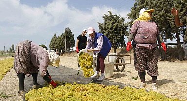 Manisa'da üzüm işçiliği ücretleri belli oldu