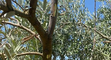 Menteşe'de zeytin ağaçlarında Verticillium solgunluğu kontrolleri yapıldı