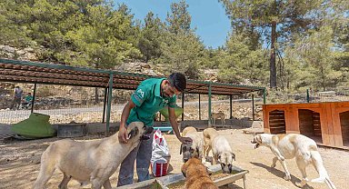 Mersin'de 3 bin 295 kedi ve köpek yeni yuvasına kavuştu