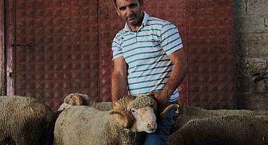 Milyonluk yerli koçun erkek üçüz yavrusu oldu