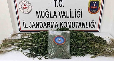 Muğla Jandarmasından uyuşturucu tacirlerine operasyon: 33 tutuklama