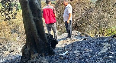Muğla'da yangınların ardından hasar tespit çalışmaları sürüyor