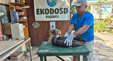 Nadir görülen karaleylek Sazlı'da yaralı halde bulundu