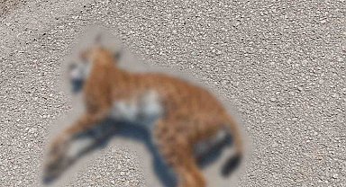 Nadir görülen vaşağa otomobil çarptı