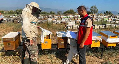 Nazilli'de arılı kovan tespit çalışmaları sürüyor