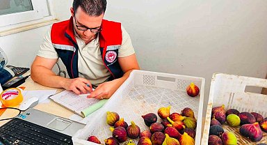 Nazilli'de taze incir denetimi