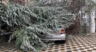 Niğde'de devrilen ağaç park halindeki aracın üzerine düştü