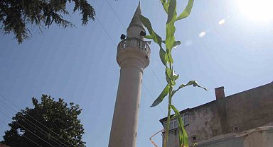 Ordu'da cami çatısında mısır yetişti