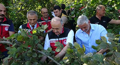 Ordu'da fındık hasadı resmi olarak başladı