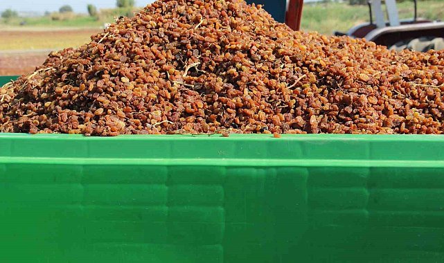 Organik kuru üzüm üreticisinin hasat yükü 'Box' ile hafifledi