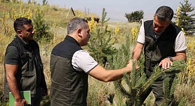 Palandöken ve Konaklı'daki ağaçlandırma sahaları incelendi